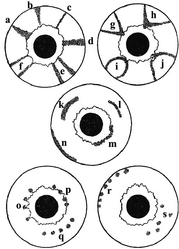 ris2