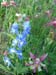 f17l_delfnum