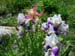 f23l_iris2